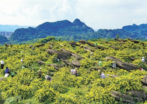 重庆秀山：一朵山银花，，，，，，绽放19亿元综合产值