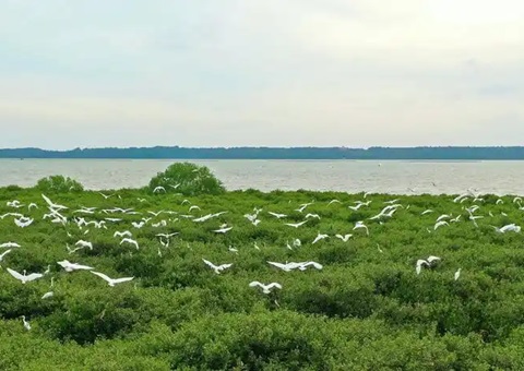 点赞！广东立异“蓝碳”开爆发意路径，，，，，，，，多个案例开创先河！